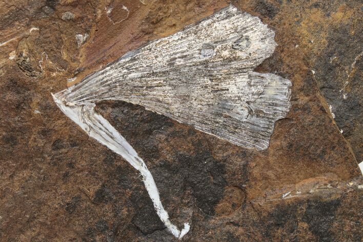 Fossil Ginkgo Leaf From North Dakota - Paleocene #189028